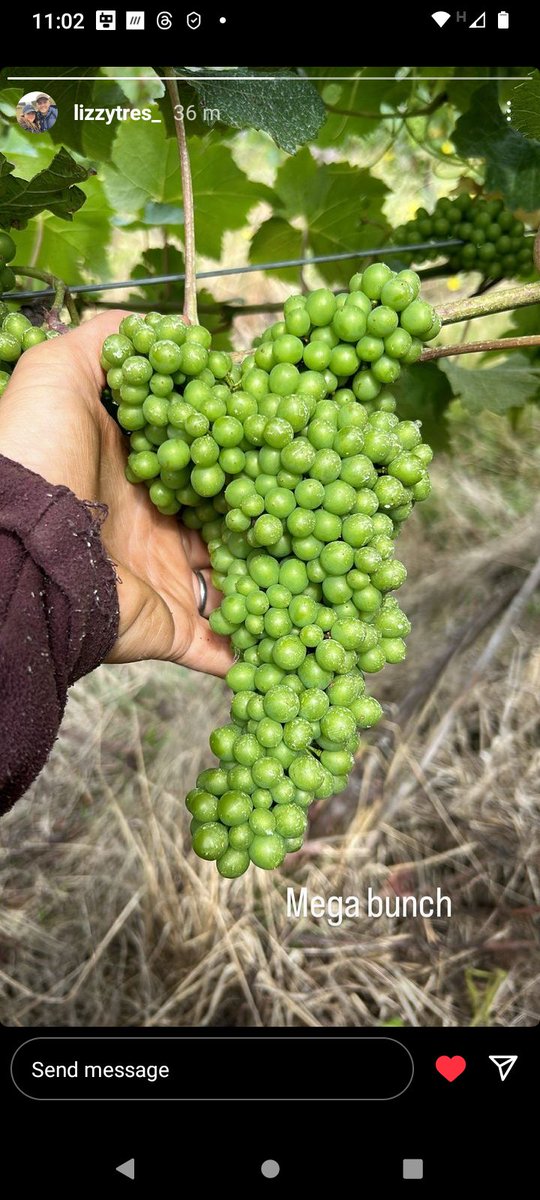 Clayhill Vineyard (@infoclayhill) on Twitter photo Wowie . . . our very own  <a href="/LizzTresadern/">Lizz Tresadern🇬🇧</a> found a #megabunch on the vines this morning. 😍  Not seen it yet but I'm thinking this will be #Muscat.  Now this is going to take some ripening! Come on #sunshine! #vineyardlife #bigbunch or #smallhands #crouchvalley #essex Wowie . . . our very own  <a href="/LizzTresadern/">Lizz Tresadern🇬🇧</a> found a #megabunch on the vines this morning. 😍  Not seen it yet but I'm thinking this will be #Muscat.  Now this is going to take some ripening! Come on #sunshine! #vineyardlife #bigbunch or #smallhands #crouchvalley #essex