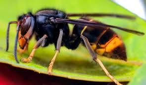 plymouthbeekeepers.org.uk/bee-brief/news/
Plymouth Branch of Devon BKA have published this
post on their website, written by our branch member Mick Brian about his experience of discovering an Asian Hornet in his garden.
📷 The Uninvited Sunday Lunch Guest: An Asian Hornet Encounter