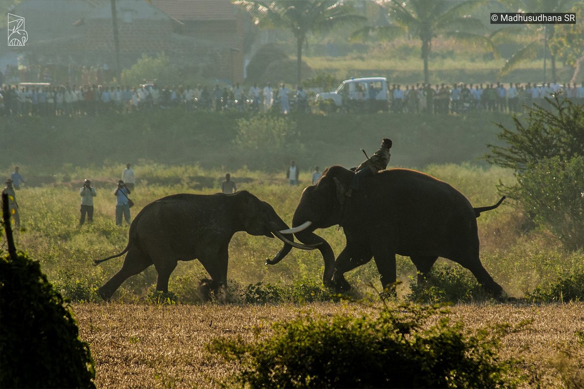 NatureIn_Focus's tweet photo. 🟦🏆Special Mention—Conservation Focus🏆🟦

Madhusudhana SR

A kumki elephant plays mediator between the forest officials and the wild #elephant that had made its way into a village near #Nagarahole, #Karnataka.

🔶https://t.co/0kGrbX7GzH🔶

#NiFAwards2023 @LinenClub https://t.co/8nUJk9oyrz