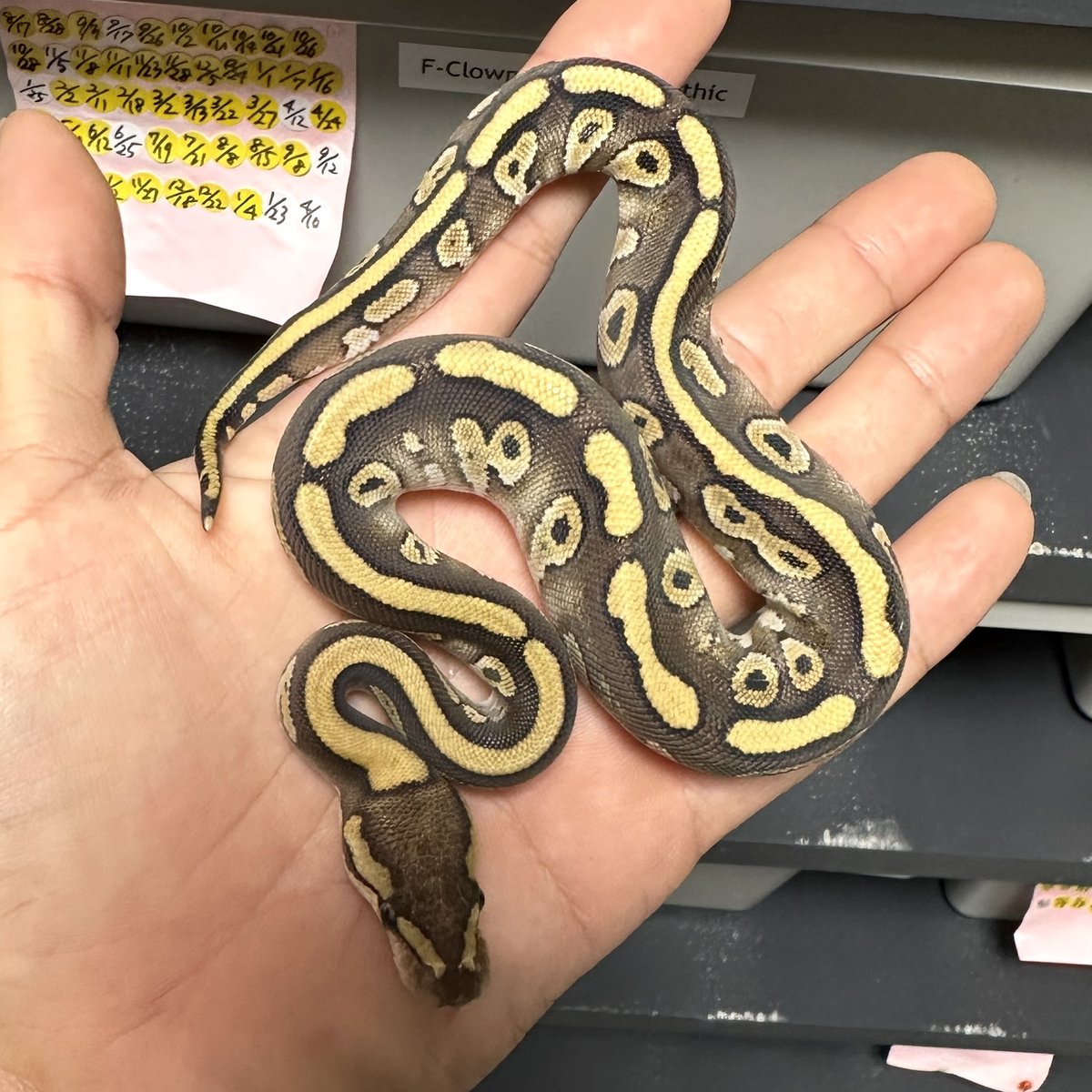 FS完了🍌
左　スペシャルhetクラウン
右　レッドストライプモハベhetクラウン