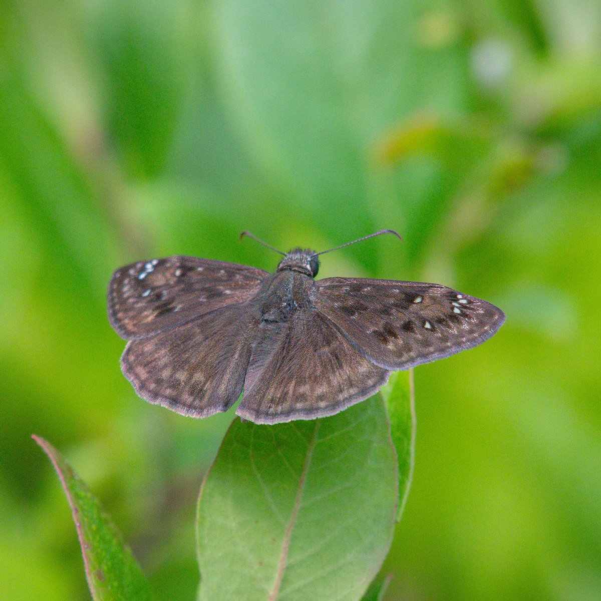 JamesFalletti's tweet photo. "Choose only one master: #nature." - Rembrandt
Horace’s #Duskywing
🔎 Erynnis horatius
Great Swamp NWR
Basking Ridge, NJ
#Nikon D500
#butterfly #Butterflies #NaturePhotography
#TwitterNatureCommunity #wildlifephotography #entomology #wildlife #nofeatherfriday @nature_org https://t.co/drzRQqkcxG