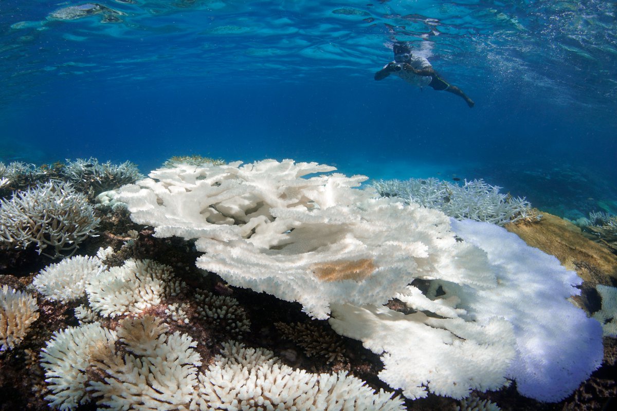 ICRI Secretariat (@icri_coral_reef) on Twitter photo Calling all #coral restoration practitioners to register to the upcoming webinar: Coping with the 2023 Coral #Bleaching Event, led by ICRI member <a href="/CoralConsortium/">Coral Restoration Consortium</a> on 8th august 14:00 – 15:30 pm (BST). #ForCoral
Register now: shorturl.at/npBKY
📷 : The Ocean Agency / Ocean Calling all #coral restoration practitioners to register to the upcoming webinar: Coping with the 2023 Coral #Bleaching Event, led by ICRI member <a href="/CoralConsortium/">Coral Restoration Consortium</a> on 8th august 14:00 – 15:30 pm (BST). #ForCoral
Register now: shorturl.at/npBKY
📷 : The Ocean Agency / Ocean