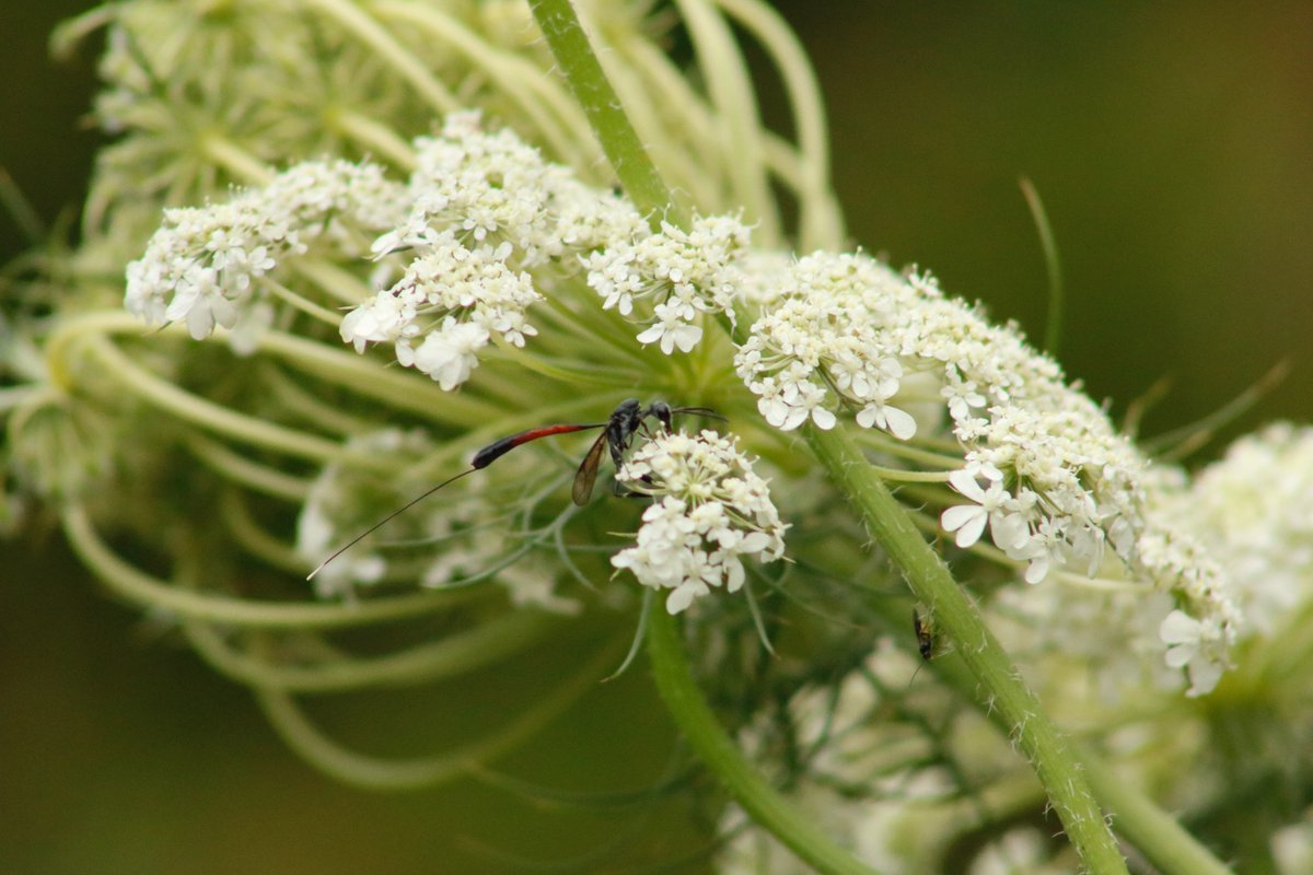 One of the many delights of having a #wildlifefriendlygarden is finding different species each year. We spotted this wonderful Javelin Wasp yesterday. #wildlifeconservation #gardenlife #wildlifefriendly #insects #fascinatingcreatures