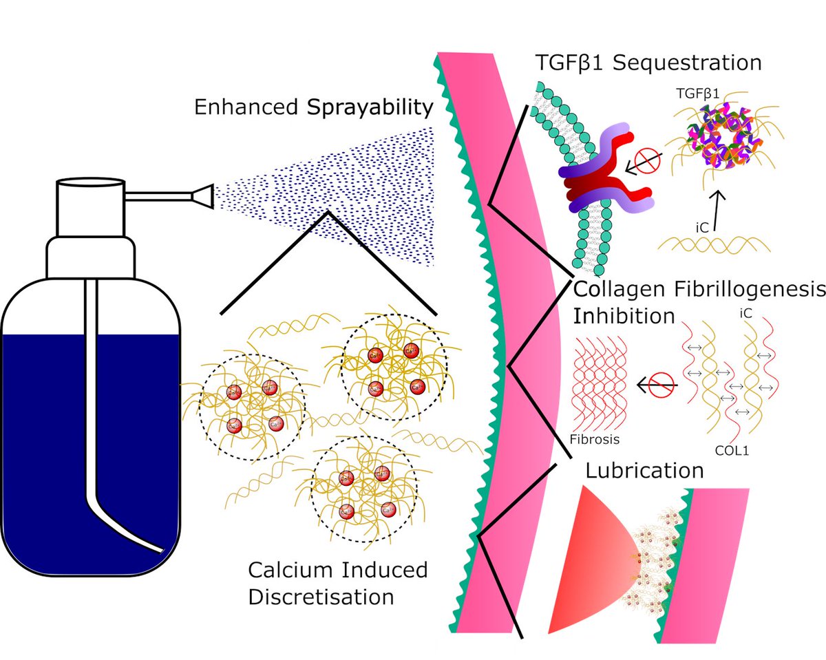 Thrilled to have this out! Formulating a lubricating 1-component spray from an antifibrotic polysaccharide, for a low cost, stable intervention to curb scarring and fibrosis in conditions like #EpidermolysisBullosa @CharityDEBRA @HTIbham onlinelibrary.wiley.com/doi/10.1002/an…