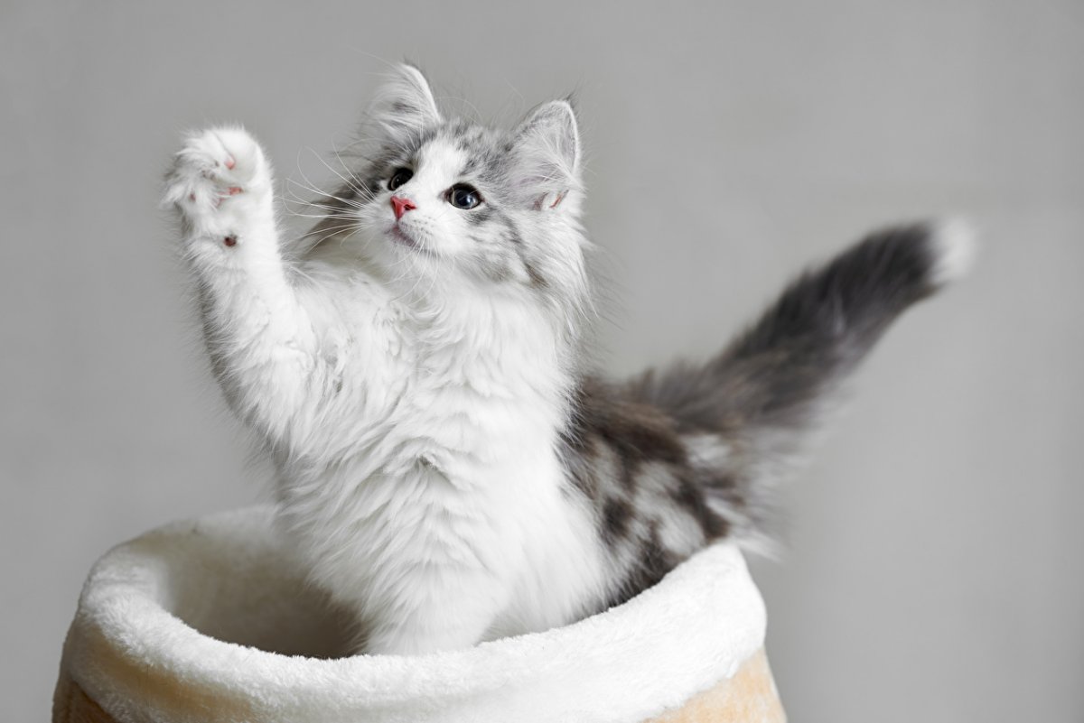 Odal Kater (@odalkater) on Twitter photo 