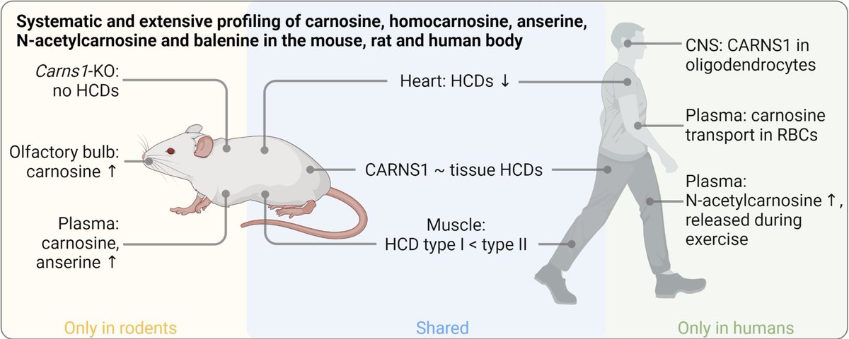 Histidine-containing dipeptides have many relevant physiological functions. But where are they located throughout the body? How different are humans vs rodents? What happens during exercise?  
🚨All this (and more) in our latest <a href="/Acta_Physiol/">@ActaPhysiologica</a> paper: tinyurl.com/2s79nysa 🧵1/19