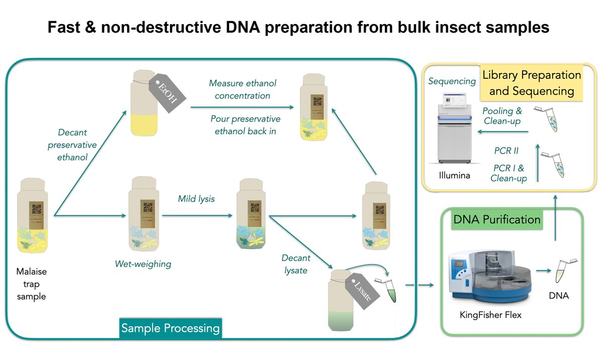 PestinfoW's tweet image. Protocol for fast and non-destructive #DNA extraction and processing from large bulk #insect trap samples - article by Elzbieta Iwaszkiewicz-Eggebrecht, @symPiotr and others like @JunchenDeng, @AycoTack, @MiraldoAndreia - doi.org/10.1371/journa…