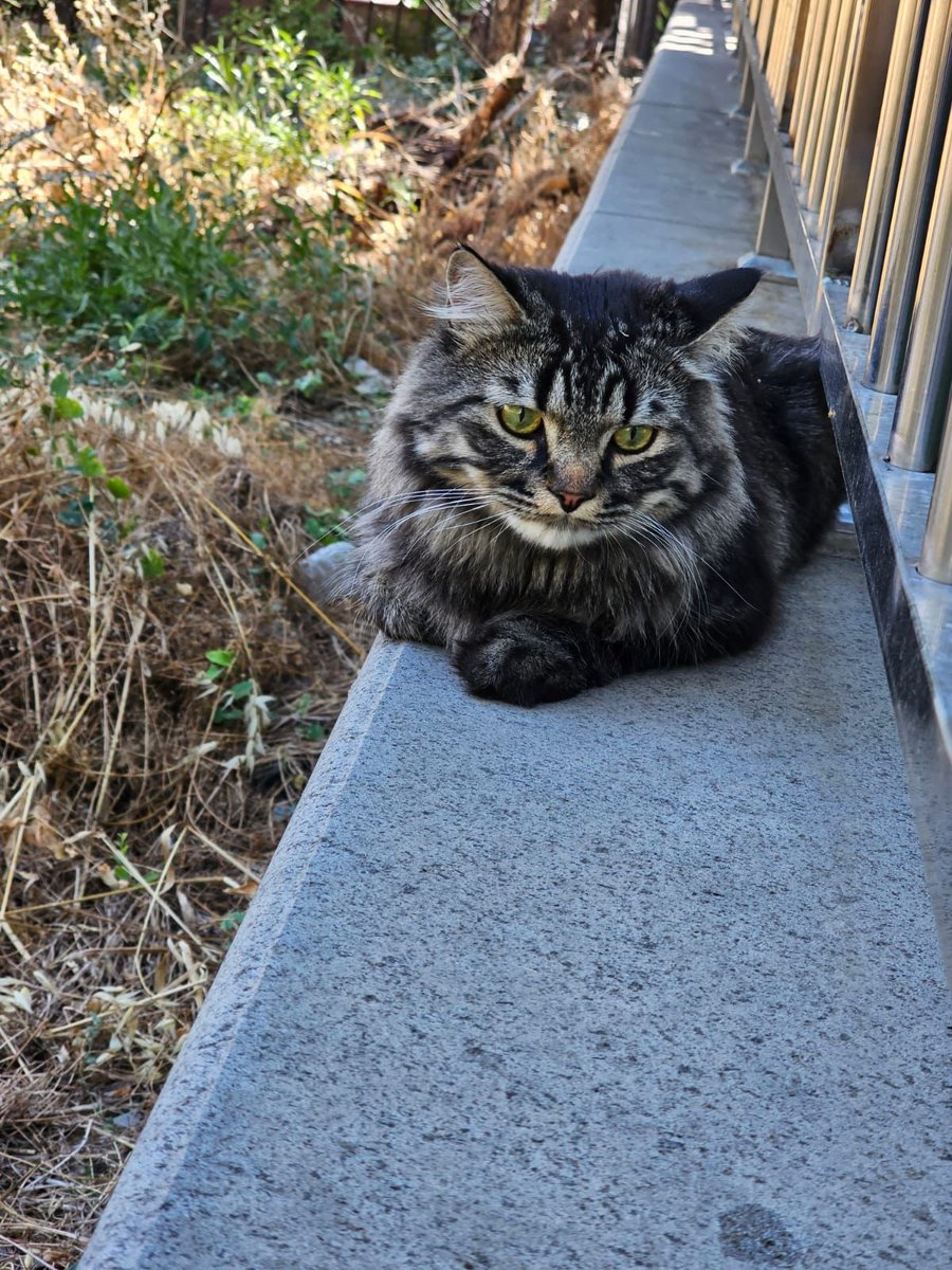 #ANKARA #ACİL 
ÜCRETSİZ SAHİPLENDİRME 
Rt desteği lütfen 🙏