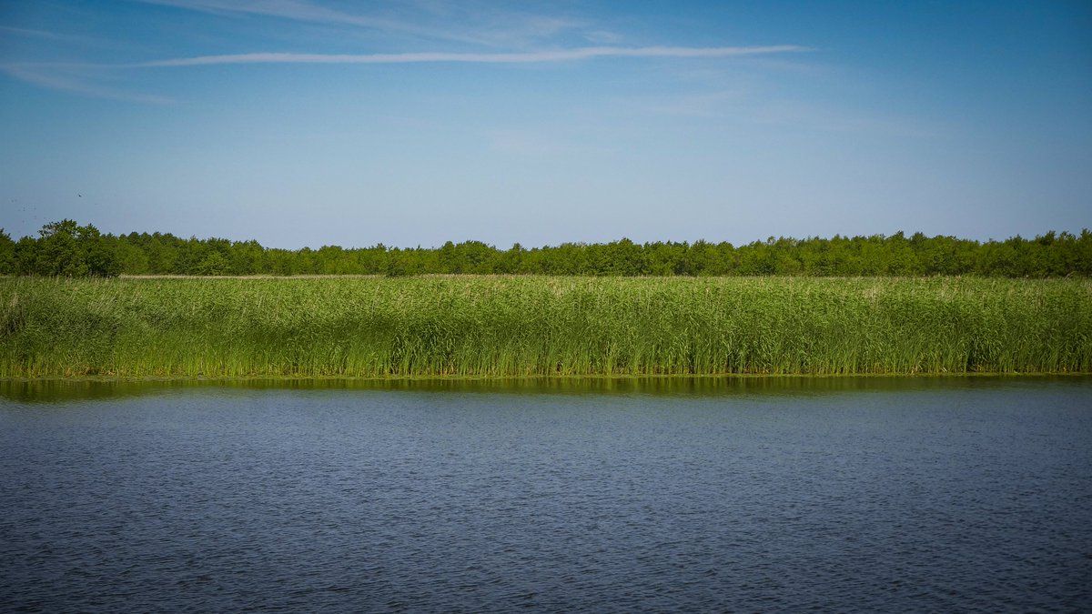 RESTORE4Cs's tweet photo. Today @RESTORE4Cs celebrates #WorldPhotoDay 📸
with a beautiful shot taken at one of its #CasePilots: the Curonian Lagoon and Spit, Lithuania.
To see more incredible photos like this one check RESTORE4Cs' #PhotoGallery ▶ https://t.co/Lsxio8pQsk
#RestoreNature #RestoreWetlands https://t.co/NeRAMFeNiN
