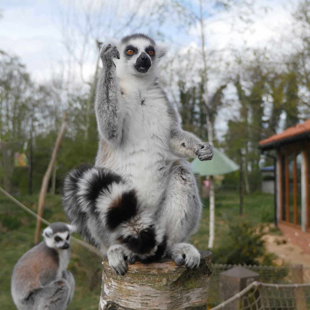 When you catch a glimpse of next week's weather forecast and there is no more rain 🎉 We are open every day, 10am-5pm. Book your tickets here - butterflyhouse.digitickets.co.uk/event-tickets/… #zoo #yorkshireattractions