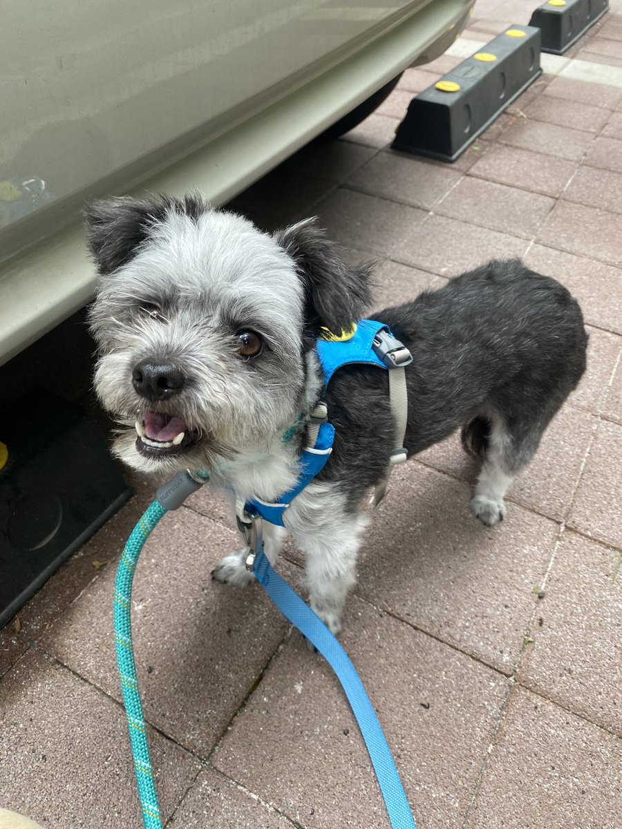 연근이 입양가요💙

혹시 프로필에 임보중이라는 글자가 사라진 것을 눈치 채셨나요..!?
네.. 연근이가 드디어 입양을 갑니다🥳🥳
입양처로 이동도 빠르게 완료하였어요~ 바로바로 저희 집으로요~^^

연근이를 입양하기까지 정말 고민이 많았는데 응원해주시고 격려해주신 분들 모두 감사드립니다!!