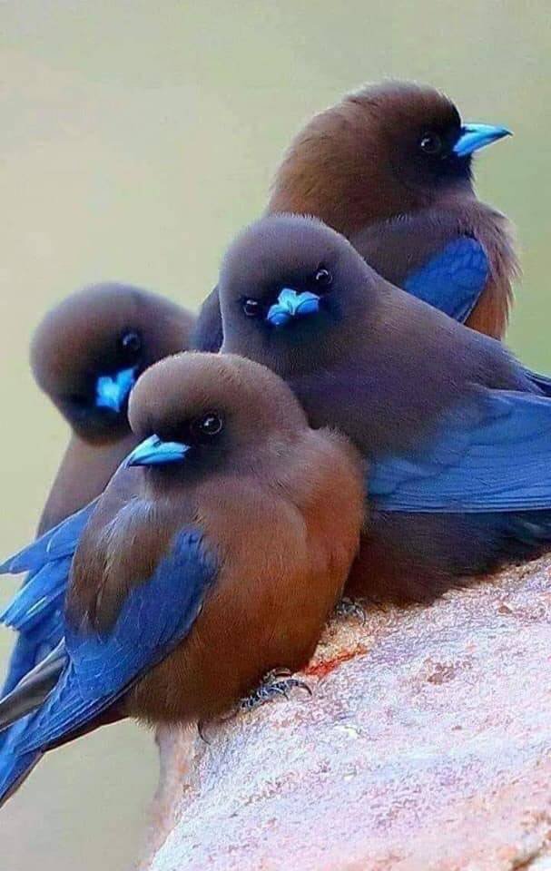 AnsarArooma's tweet photo. Happy Friday 🌷🌿💕🌿🌼 https://t.co/lLlZN7foxw
