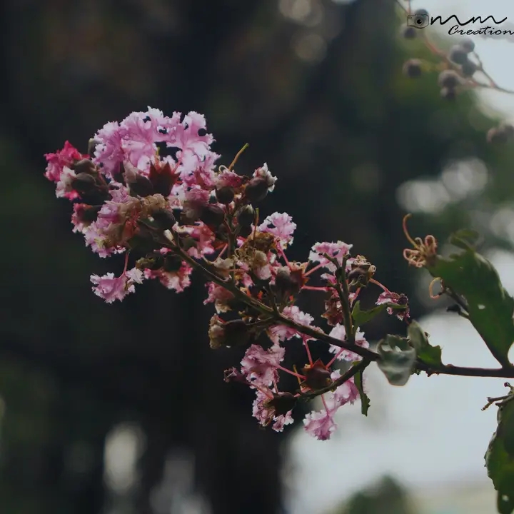 mmcreation69's tweet photo. Nature's Brushstrokes: Capturing the delicate beauty of flowers 📷📷
.
.
#mmcreation #dslrphotography #cannoncamera #FlowerPower #NaturePhotography #BotanicalWonders #CapturingBeauty #FlowerPhotography #FloralBeauty #NatureCaptured #BloomingWonders #MacroMagic https://t.co/GzE03XvbY8