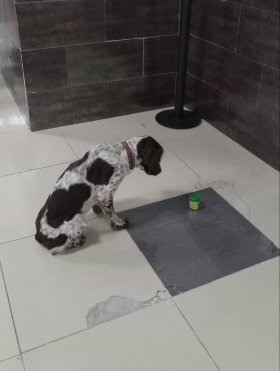 JorgeLu92887080's tweet image. Continúa el enfrentamiento a la droga por el #AIAS,
#ToleranciaCeroaLasDrogas
#FronteraSegura
#SeguridadYExcelencia
#AduanaVillaClara