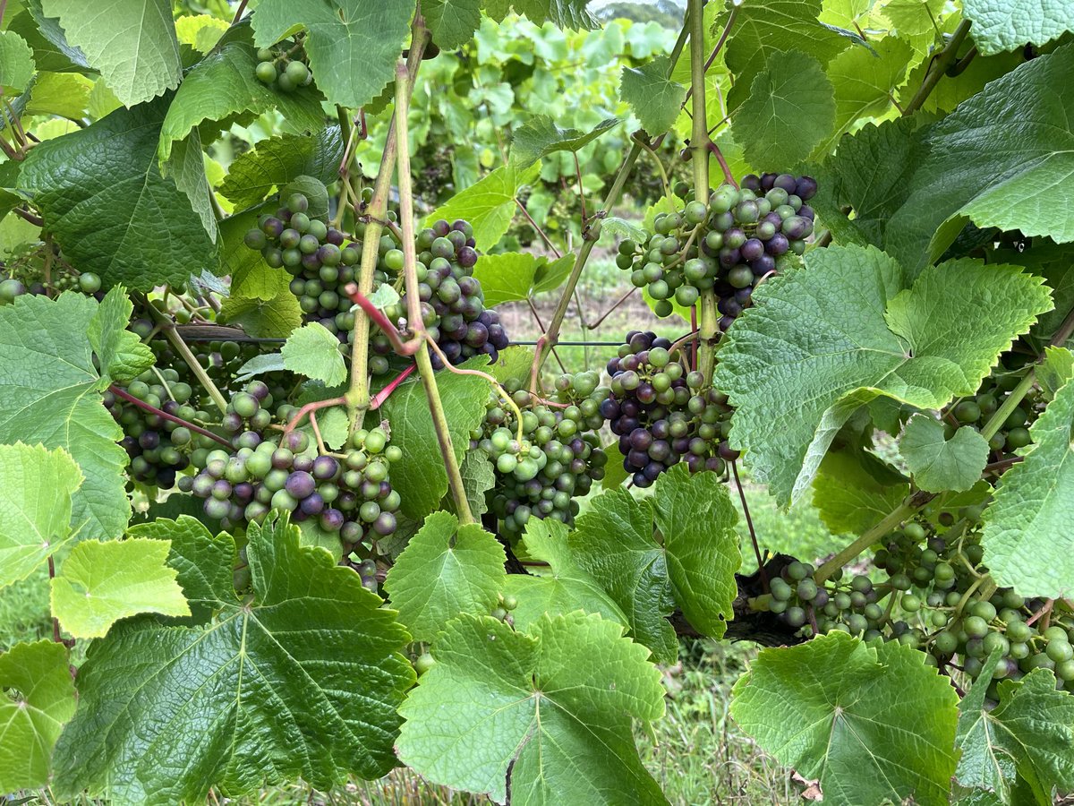 OffTheLine tweet media