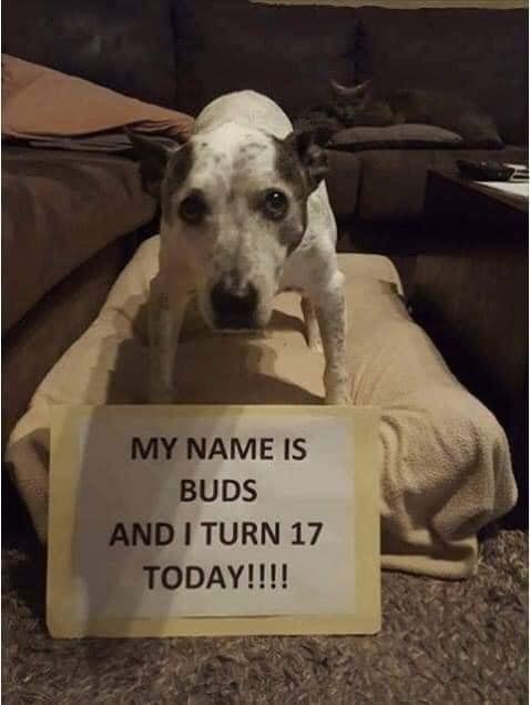 Tweets of Dogs tweet media