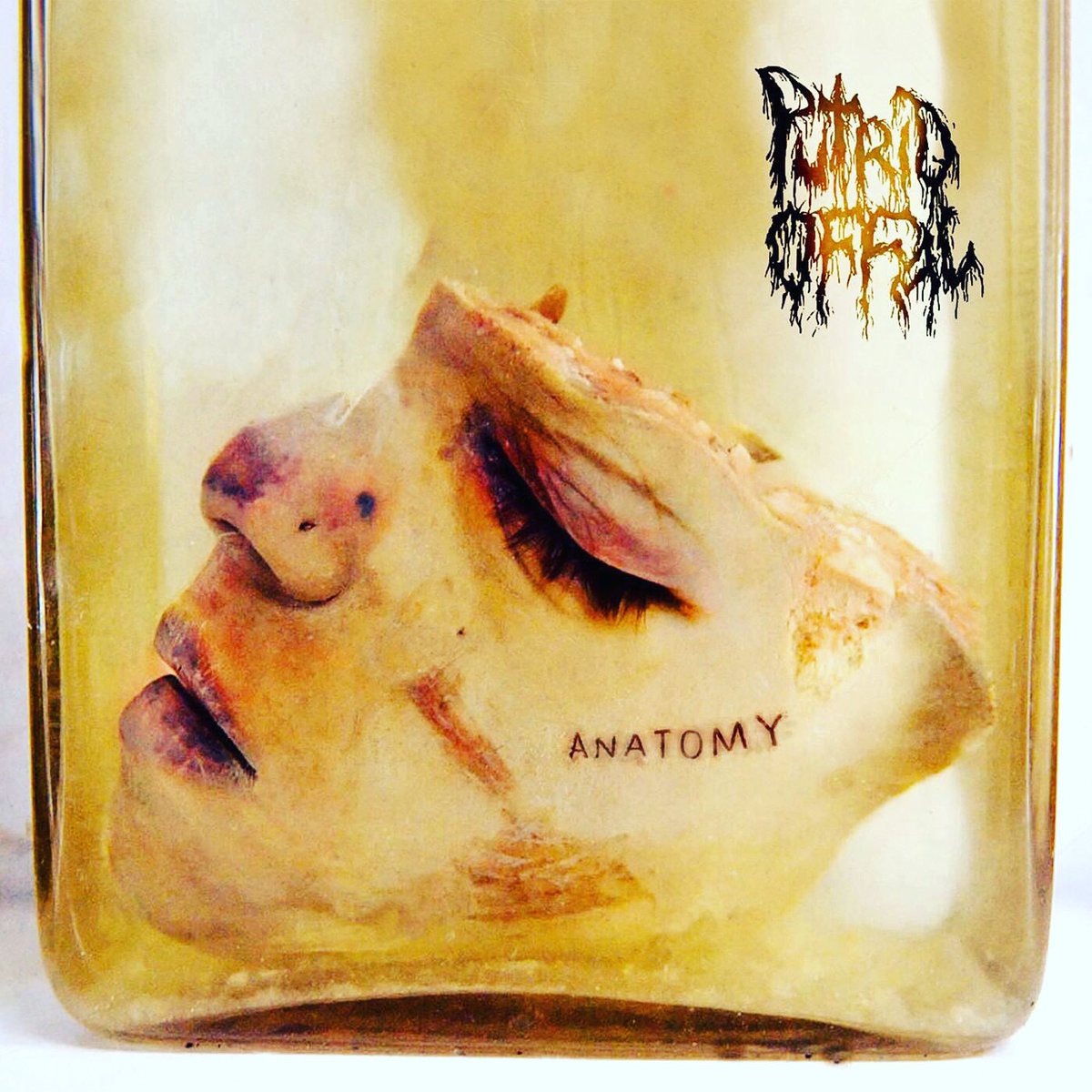 putrid-offal tweet media