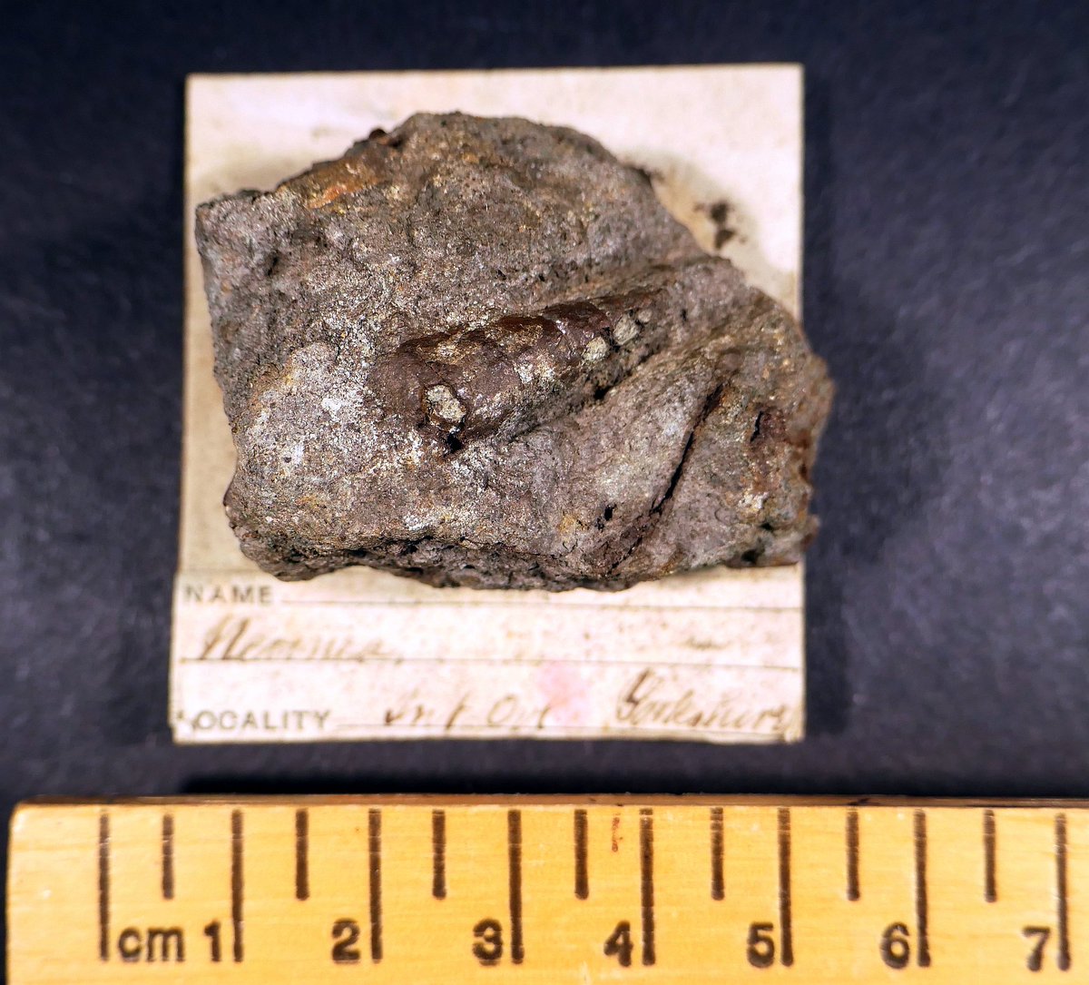 AnnieBrassey's tweet photo. F317 #fossil #marine #snail, Nerinea sp., Inferior #Oolite, #Yorkshire. No.383 in my 1878 Normanhurst Court, #Sussex #museum catalogue. Bryce McMurdo Wright (1850-1895) style label on card. #Brassey #Victorian #History #1870s #collections #FossilFriday #fossils #gastropod #shells https://t.co/q317FrIh7j
