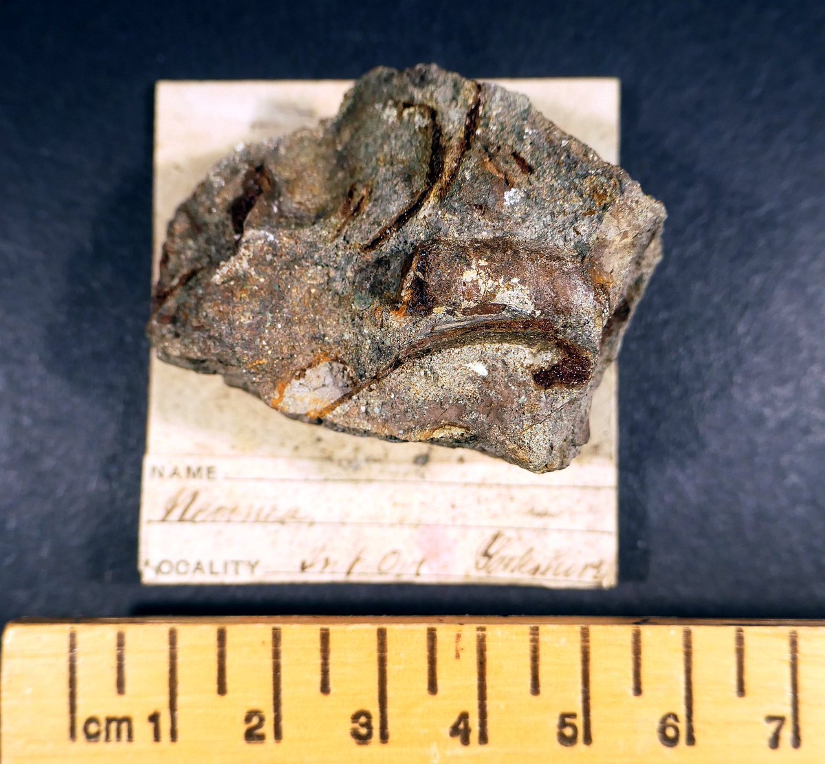 AnnieBrassey's tweet photo. F317 #fossil #marine #snail, Nerinea sp., Inferior #Oolite, #Yorkshire. No.383 in my 1878 Normanhurst Court, #Sussex #museum catalogue. Bryce McMurdo Wright (1850-1895) style label on card. #Brassey #Victorian #History #1870s #collections #FossilFriday #fossils #gastropod #shells https://t.co/q317FrIh7j