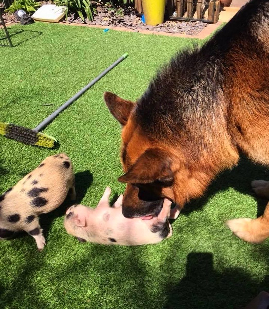 PintSizePigs's tweet photo. 🐕💭 These guys will absolutely need a dog wash! 👅🤣🥰 

#minipigs #petpigs #piggies https://t.co/xUCwhm5ey5