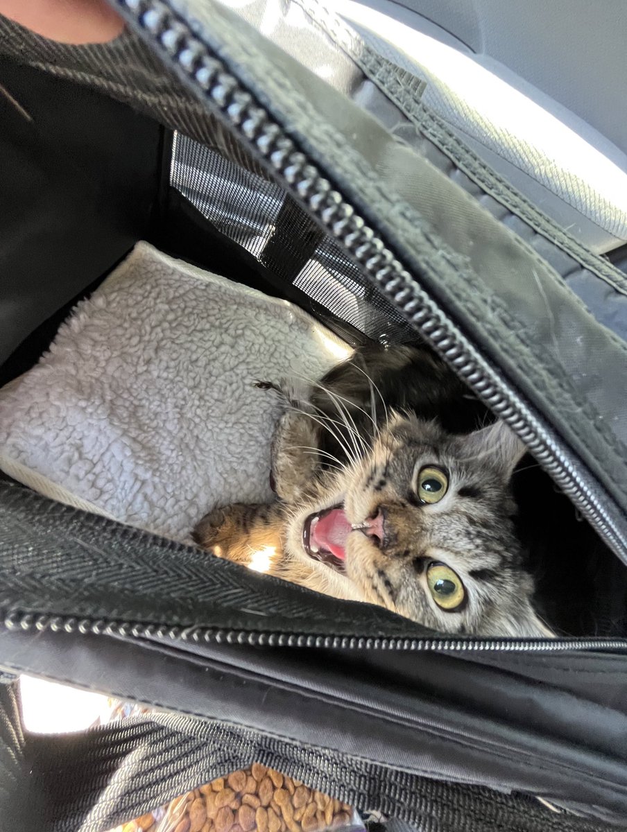 i_frazier22's tweet photo. I found the perfect antidepressant.
A kitten. #science #depressiongone #catgirly https://t.co/1DF80H86Fg