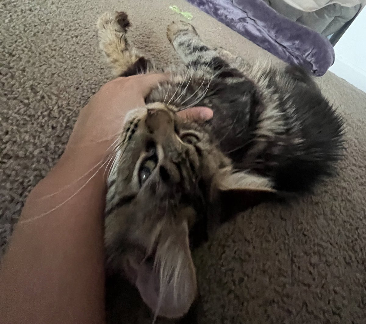 i_frazier22's tweet photo. I found the perfect antidepressant.
A kitten. #science #depressiongone #catgirly https://t.co/1DF80H86Fg