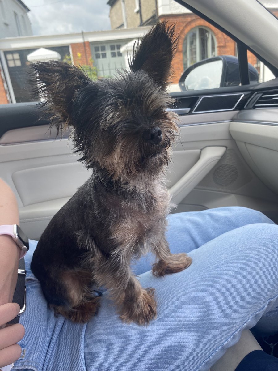 Found this little fellow on the Rock Road in the middle of the traffic.  Bringing to Dundrum vets to check for micro chipping.  Please retweet.