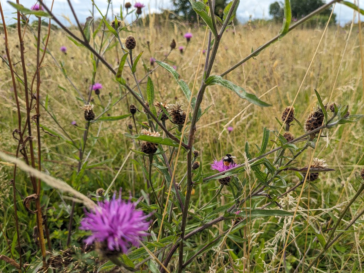 We had a delightful day capturing nature in watercolour for @WalesNatureWeek with a gentle walk at Llwyncelyn Local Nature Reserve, followed by 2-hour beginners' watercolour session. Follow us to find out more about our free events & work to enhance biodiversity. #WalesNatureWeek