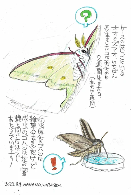 わがやの家族たち  オオミズアオとセスジスズメ