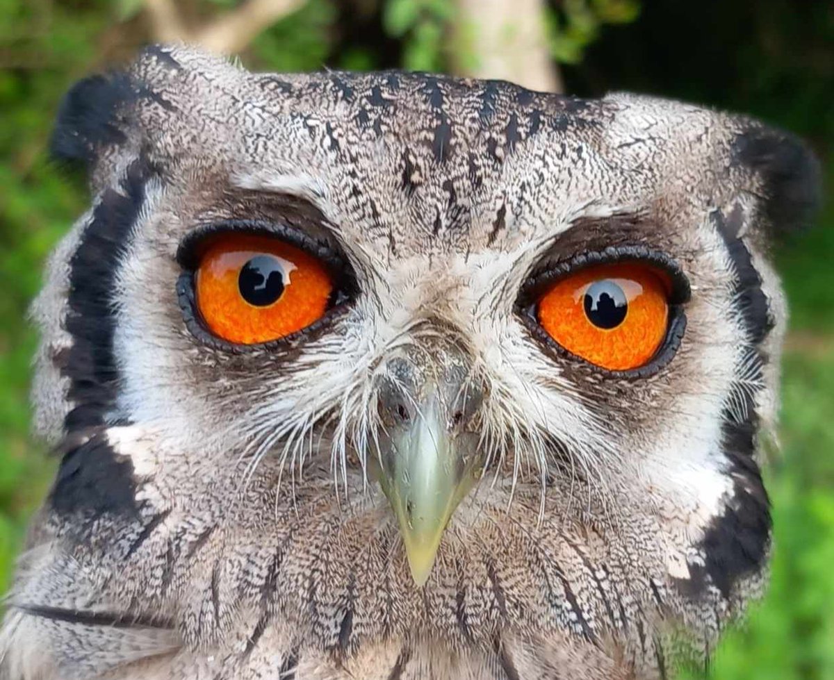 kartongbirdobs's tweet photo. Northern White-faced Owl, Ptilopsis leucotis, caught and ringed by the team very early this morning. 
We have caught very few of this species as they are extremely nocturnal. Attempts to catch them at night frequently involve bi-catches of bats, which we always seek to avoid. https://t.co/J1MmarCehk