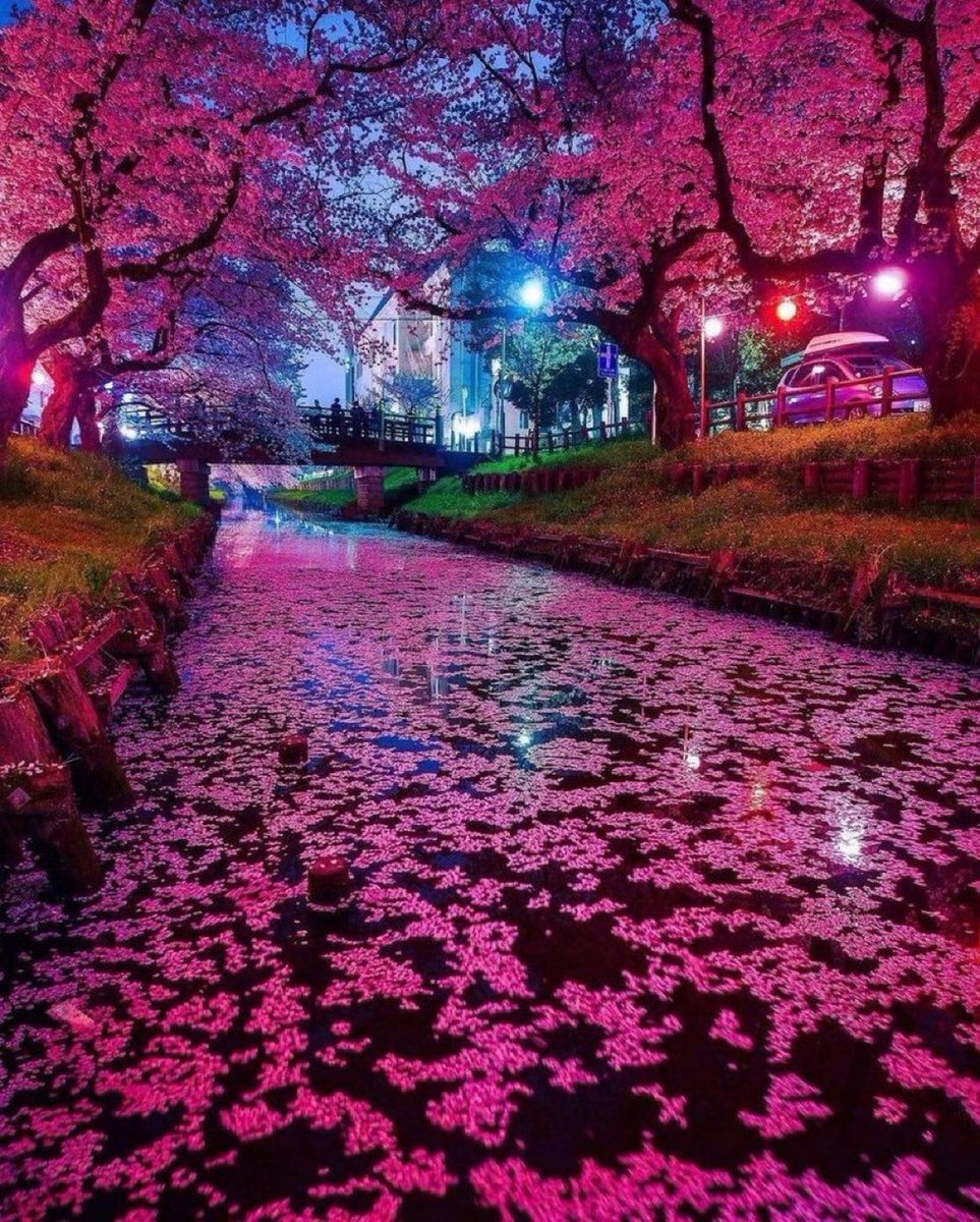 viewsoff's tweet photo. Cherry blossoms in Japan. https://t.co/cf4JuISKeB