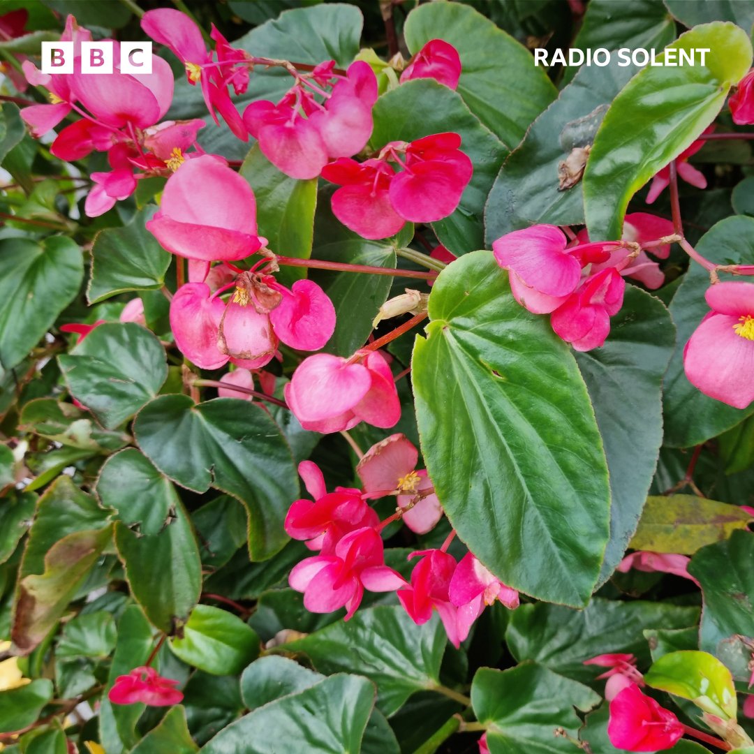 BBC Radio Solent (@bbcradiosolent) on Twitter photo Our Gardeners' Questions presenter <a href="/becsparker/">Rebecca Parker</a> as flowers 💐 - A thread 🧵👇
First up, Begonia 😍 Our Gardeners' Questions presenter <a href="/becsparker/">Rebecca Parker</a> as flowers 💐 - A thread 🧵👇
First up, Begonia 😍