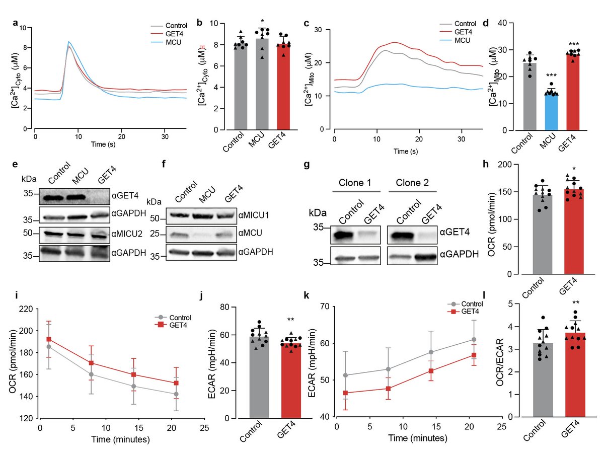 ELWilson92's tweet photo. We then found that the loss of GET4 resulted in an increase in Mitochondrial calcium concentration and an increase in basal respiration. https://t.co/7vBxv9RWBp