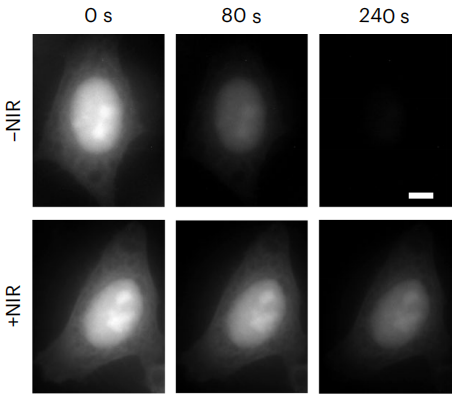 Really? Now with a NIR co-illumination, you can reduce photobleaching effects of FPs in ~1.5–9.2-fold, as well as the associated phototoxicity. doi.org/10.1038/s41587…