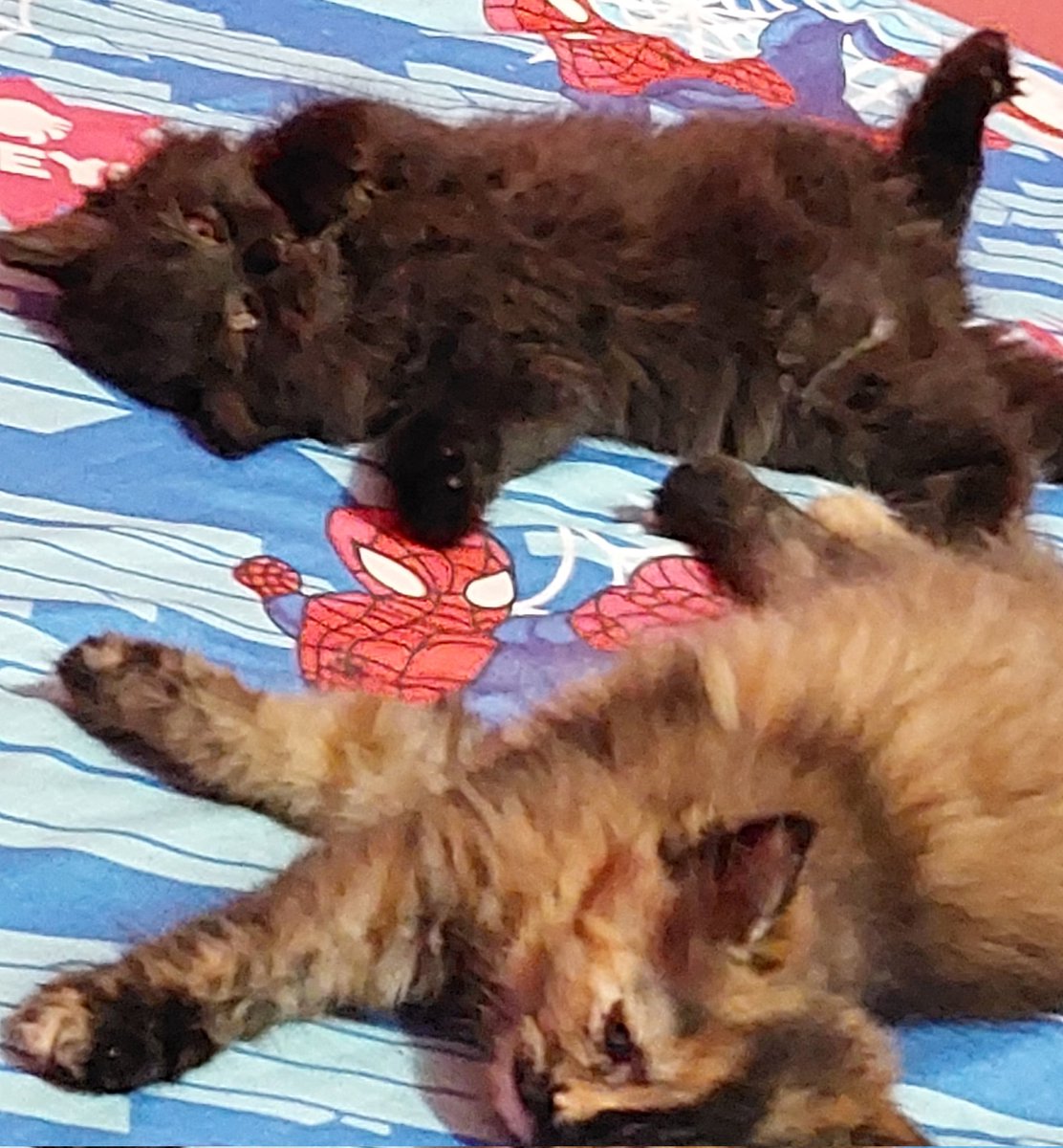 cashewyyy's tweet photo. @kochengfs Nih bocah item gaya nya aneh² kalo tidur 😅😅 https://t.co/wsgQC3FVV6