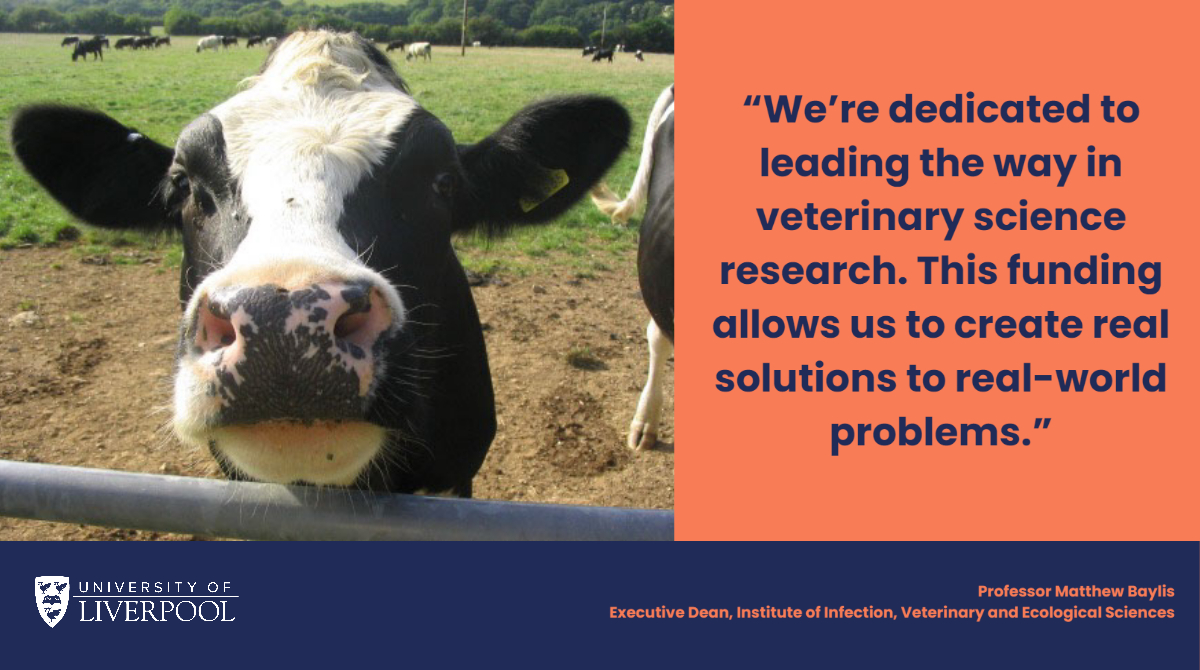 Three projects led by @livuni have received more than £1.4m to lead research in the fight against livestock diseases. Read more here➡️ news.liverpool.ac.uk/2023/08/04/sci…