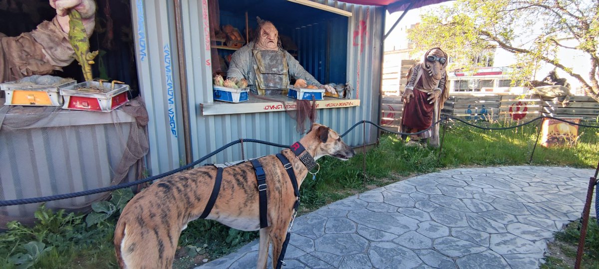 puerto_espacial's tweet photo. Admitimos mascotas de toda la galaxia! Así que podéis hacer como Lester y acudir a visitarnos  con vuestros amigos caninos. #dogfriendly #turismoconperros #puertoespacial https://t.co/ekC8M4DBpE