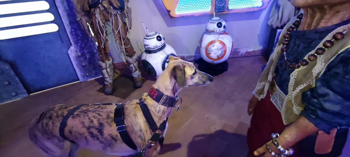 puerto_espacial's tweet photo. Admitimos mascotas de toda la galaxia! Así que podéis hacer como Lester y acudir a visitarnos  con vuestros amigos caninos. #dogfriendly #turismoconperros #puertoespacial https://t.co/ekC8M4DBpE