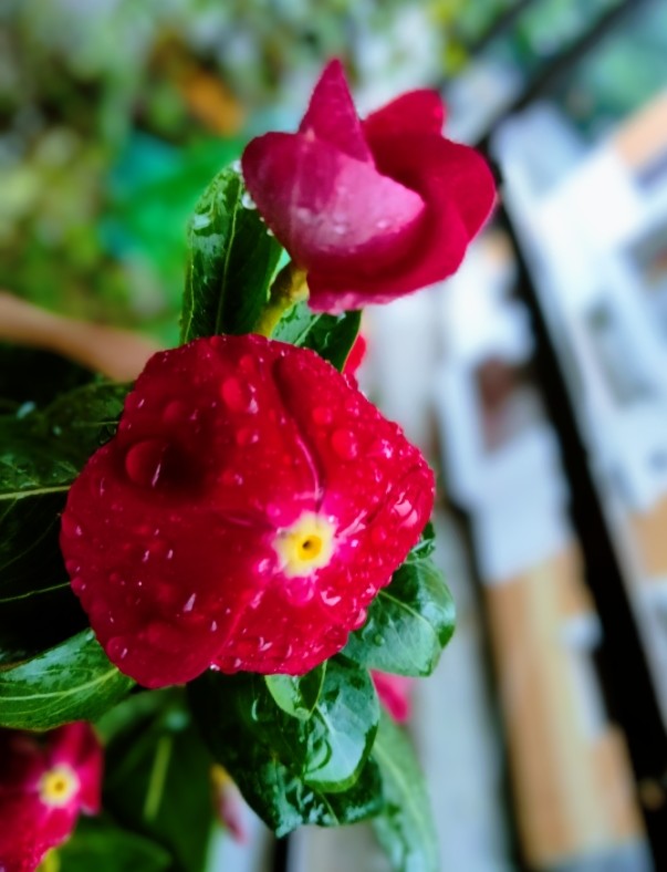 nusrati27315629's tweet photo. #rainbath #rain #Flowers 
#nature #NaturePhotography https://t.co/vEmLobainU