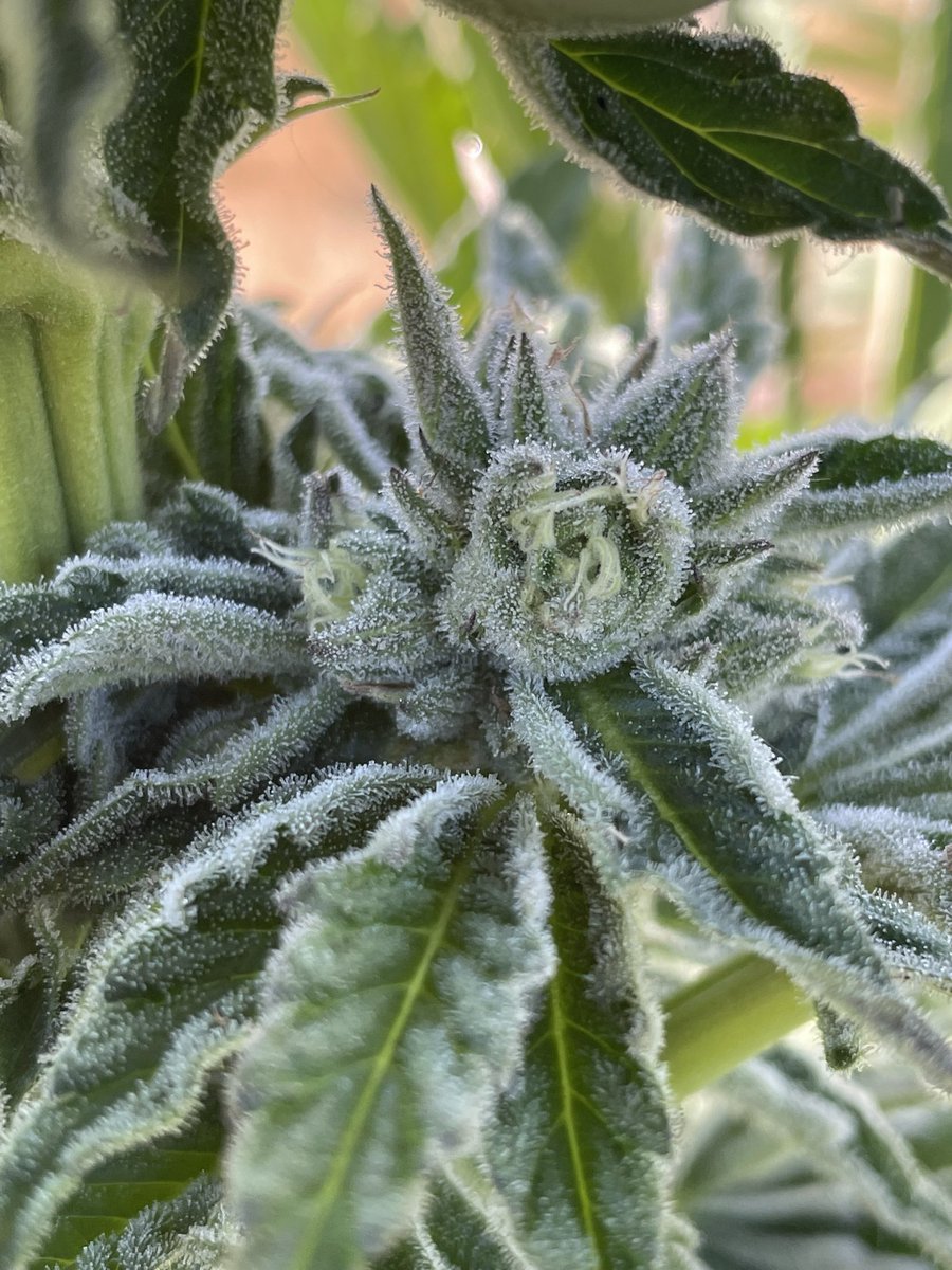 #newnew #whatsinyourpipe #x #letsgo