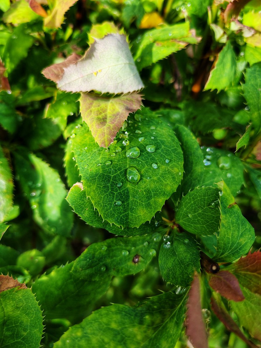 Green Magic 🍏
#shotonsnapdragon on @honorglobal #MagicVs #travel #travelphotography #traveling #travelling #traveler #traveltheworld #traveladdict #travelphoto #traveldiaries #travelpics #travelers #worldtraveler #travelpic #traveldiary #doyoutravel  #mobilephotography