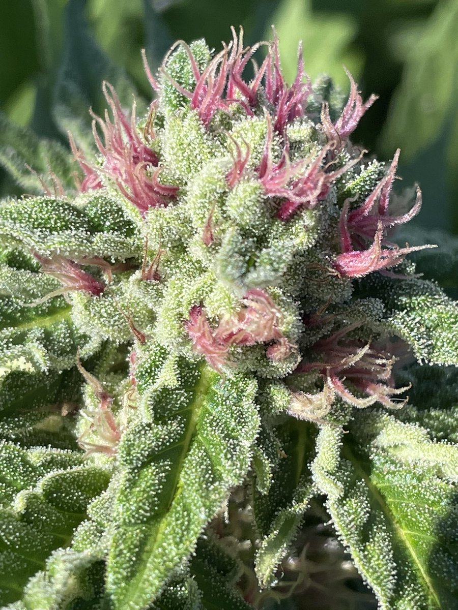 #breeding #pinkpistols #newnew #x #xgang #lfg #moon #elon #amazon #fitness