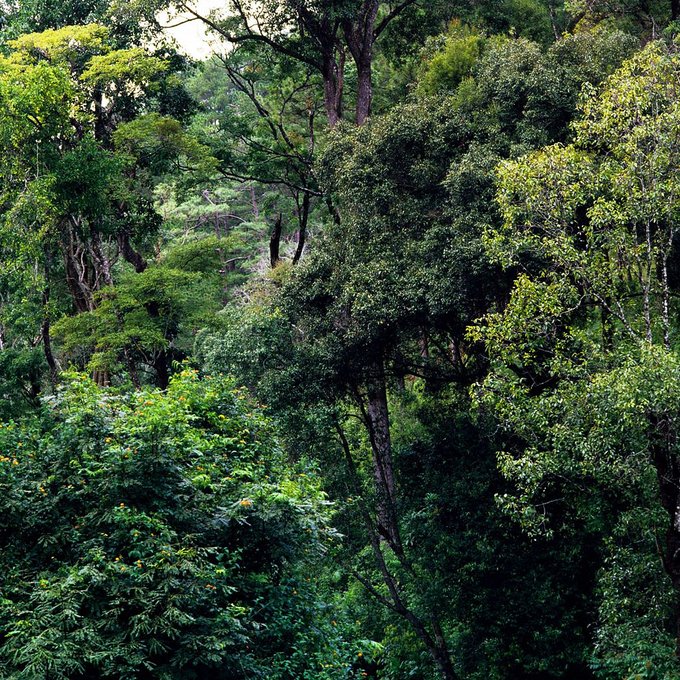 UNBiodiversity's tweet photo. Colombia reduces deforestation by almost 30 per cent from 2021 to 2022. This is the lowest rate of deforestation since 2013.
Read more: https://t.co/eAC7qm2Q4k…
#SaveForestsNow
Via @unredd https://t.co/67iO8sSt3y