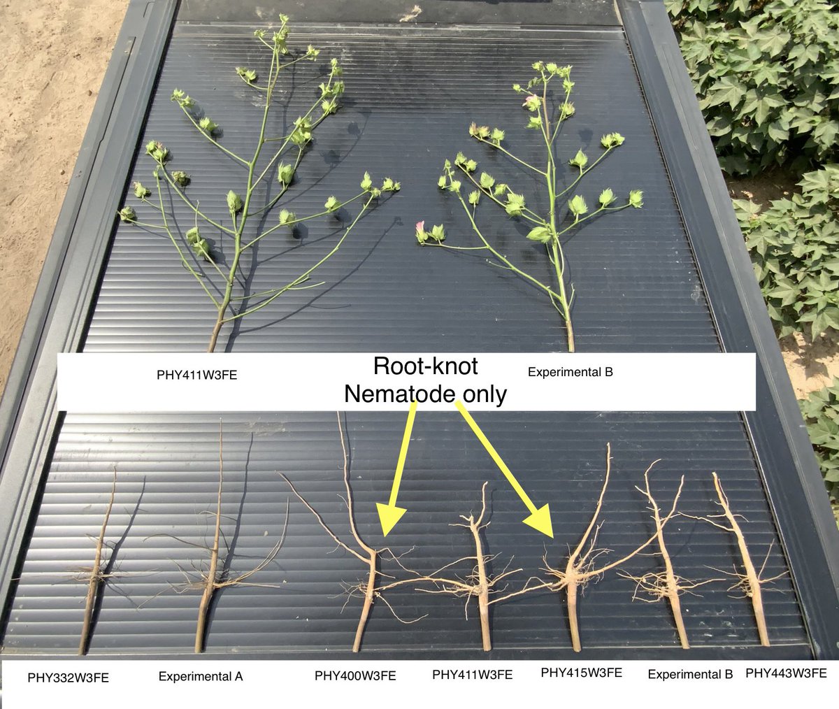 It’s #PhytoGenFriday. Highlighting the importance of roots today. Arrows on reniform nematode susceptible varieties in the presence of reniform. Nutrients and water are hard to reach when the taproot is altered due to nematode injury. Quitman County, Mississippi. <a href="/PhytoGenCotton/">PhytoGen Cottonseed</a>