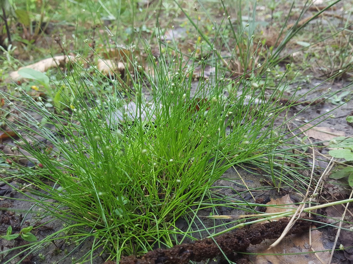 KentFieldClub's tweet image. Bristle club-rush (Isolepis setacea) - quietly understated, easily overlooked, and by no means common in Kent. But seems to be enjoying the cool, wet summer at this site in Cobham Woods. #wildflowers