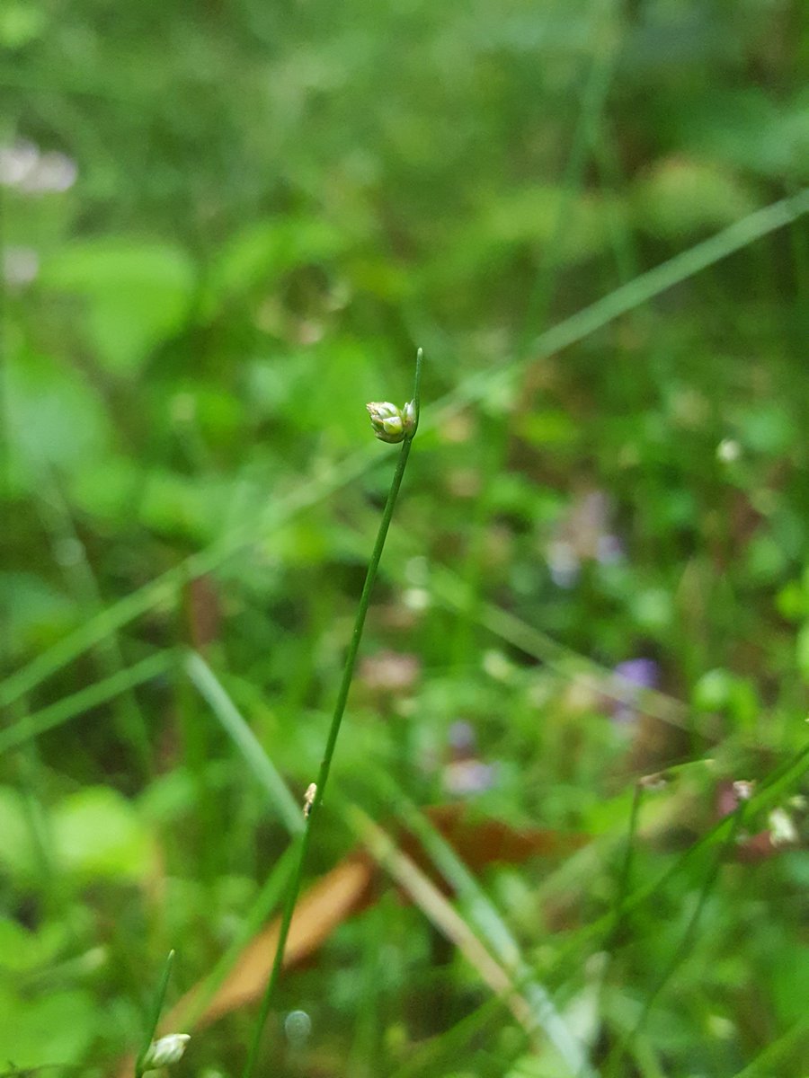 KentFieldClub's tweet image. Bristle club-rush (Isolepis setacea) - quietly understated, easily overlooked, and by no means common in Kent. But seems to be enjoying the cool, wet summer at this site in Cobham Woods. #wildflowers