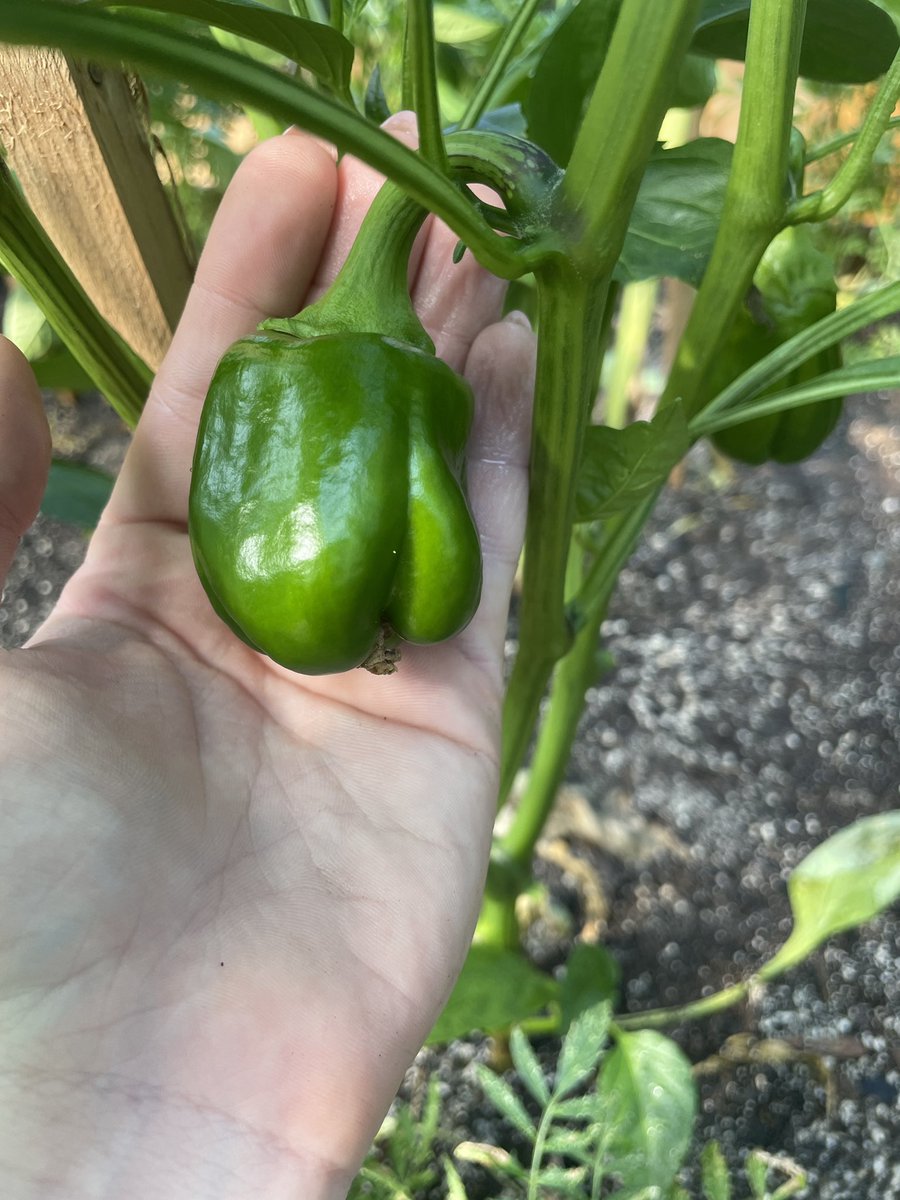 MissEmily_SPCOW's tweet image. This summer I’ve been working with children in the community as well as @TakeActionGroup to help nurture the beautiful garden. Can’t wait to see what grows ❤️ helping with food security, food literacy and strengthening community ties @HRCE_NS @HRCESchoolsPlus @HRCEHealthPromo