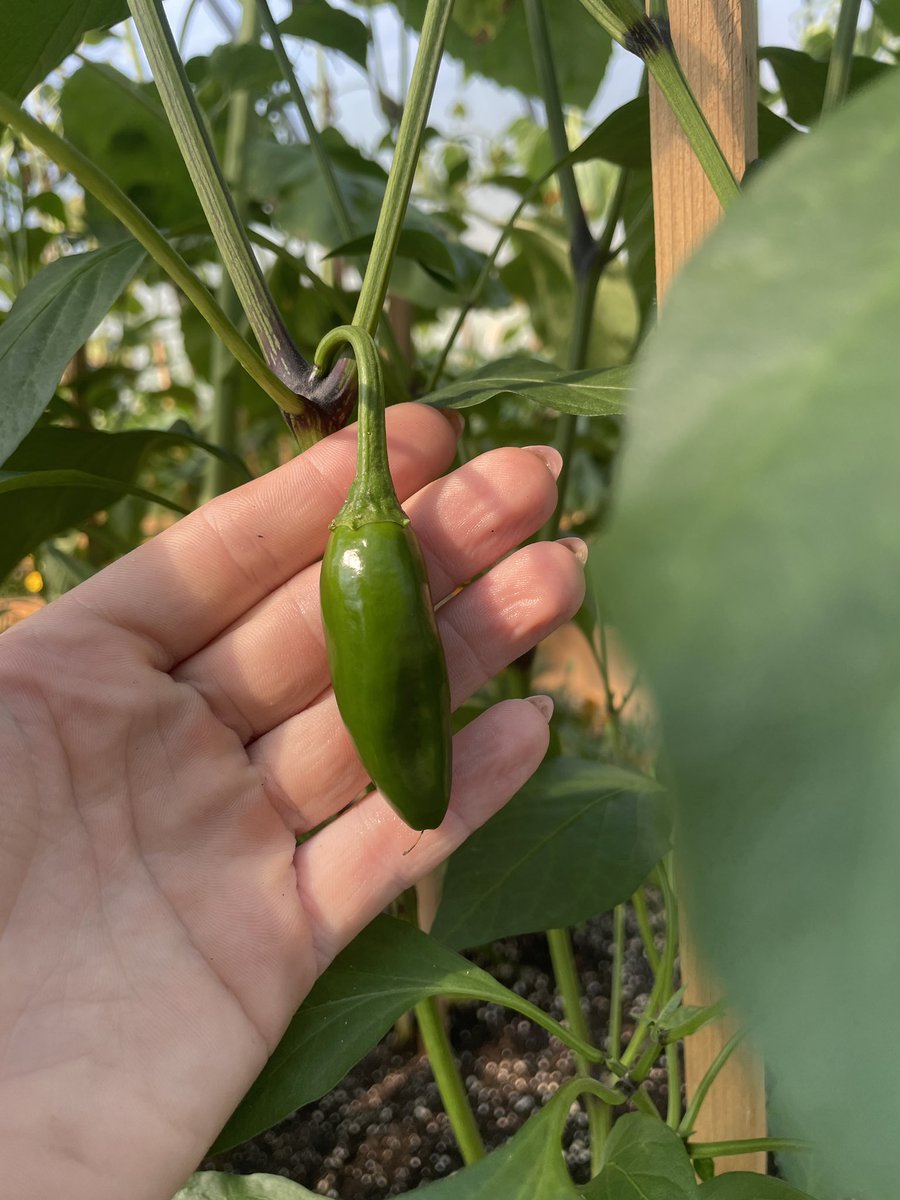 MissEmily_SPCOW's tweet image. This summer I’ve been working with children in the community as well as @TakeActionGroup to help nurture the beautiful garden. Can’t wait to see what grows ❤️ helping with food security, food literacy and strengthening community ties @HRCE_NS @HRCESchoolsPlus @HRCEHealthPromo