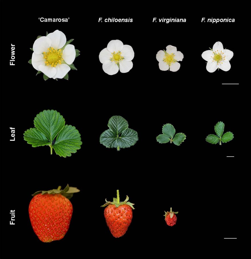 New Article: 'Haplotype-resolved genomes of wild octoploid progenitors illuminate genomic diversifications from wild relatives to cultivated strawberry' rdcu.be/dixip

High-quality genomes reveal the origin and genomic diversifications of octoploid strawberries.