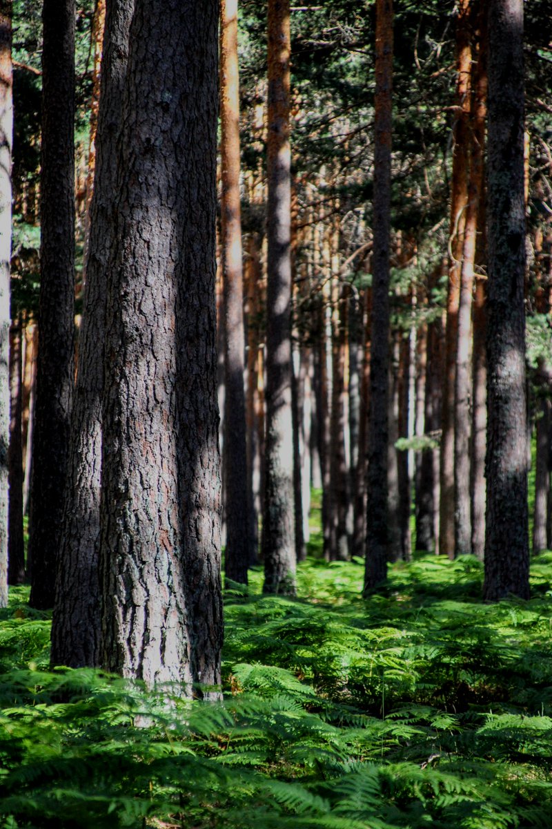 𝚜𝚟𝚎𝚗 𝚍𝚒 𝚛𝚊𝚒 tweet media